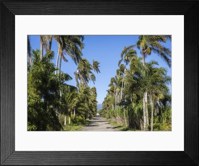 Framed Print : France, Reunion Island, Sainte Marie, The access road to Domaine du Grande Hazier Framed Print : France, Reunion Island, Sainte Marie, The access road to Domaine du Grande Hazier