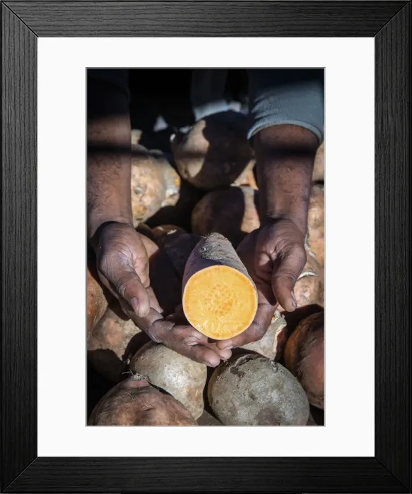Framed Print : France, Reunion Island, Sainte-Suzanne, Sweet potato Framed Print : France, Reunion Island, Sainte-Suzanne, Sweet potato