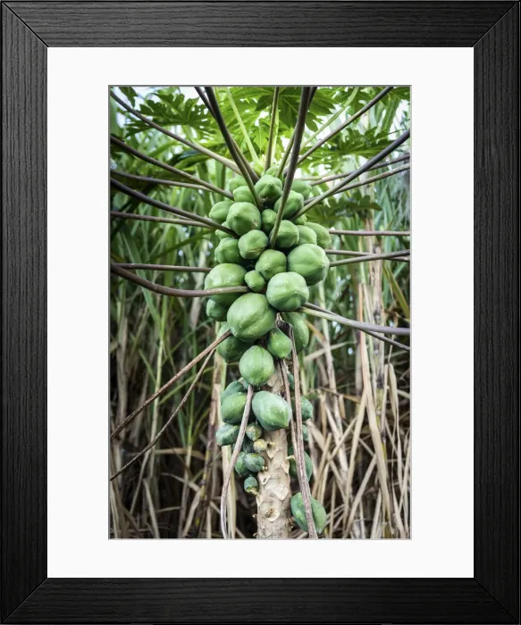 Framed Print : France, Reunion Island, Sainte-Rose, A papaya tree Framed Print : France, Reunion Island, Sainte-Rose, A papaya tree