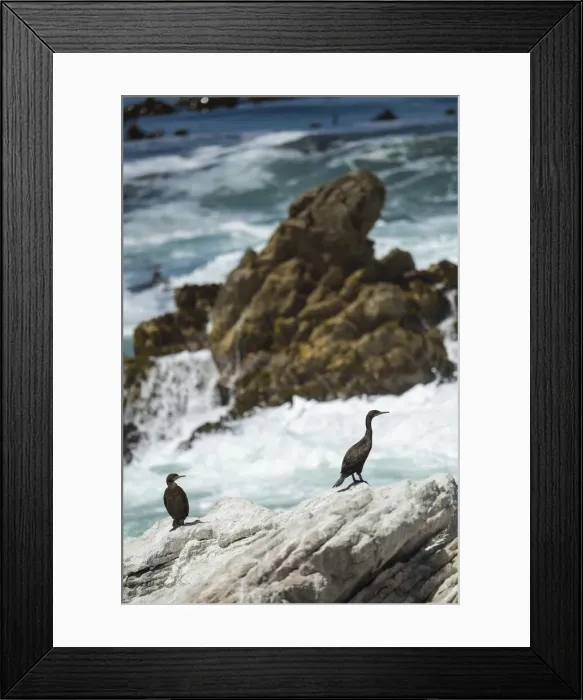 Framed Print : Bettys Bay Penguin Colony, Western Cape, South Africa