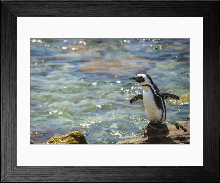 Framed Print : Bettys Bay Penguin Colony, Western Cape, South Africa