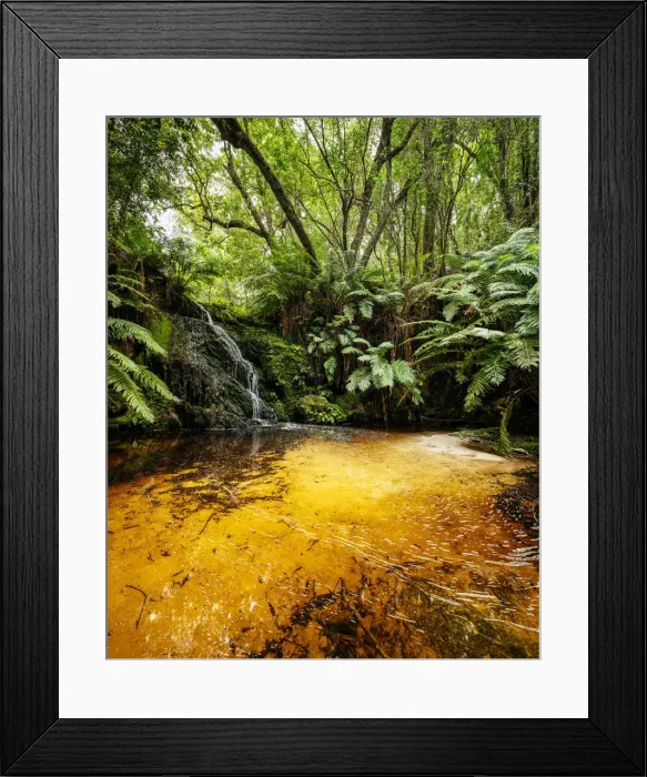 Framed Print : Garden of Eden Forest, Greater Plettenberg Bay, Western Cape, South Africa