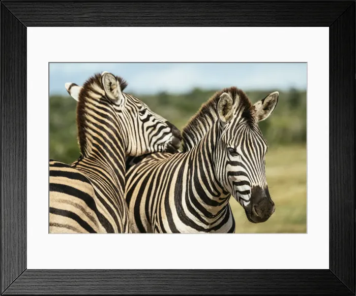 Framed Print : Burchells Zebras, Addo Elephant National Park, Eastern Cape, South Africa Framed Print : Burchells Zebras, Addo Elephant National Park, Eastern Cape, South Africa