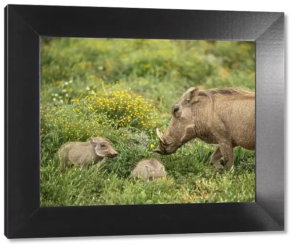 Warthog with her piglets, Addo Elephant National Park, Eastern Cape, South Africa
