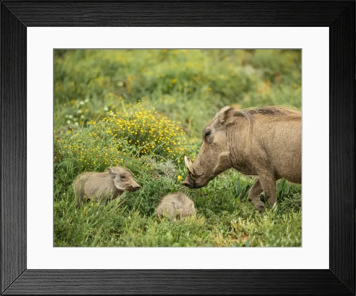 Framed Print : Warthog with her piglets, Addo Elephant National Park, Eastern Cape, South Africa Framed Print : Warthog with her piglets, Addo Elephant National Park, Eastern Cape, South Africa