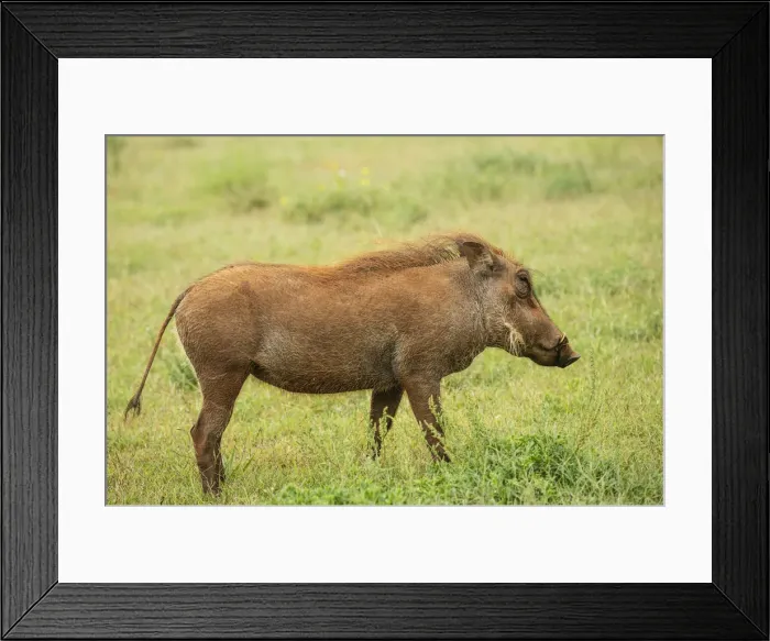 Framed Print : Warthog, Addo Elephant National Park, Eastern Cape, South Africa Framed Print : Warthog, Addo Elephant National Park, Eastern Cape, South Africa