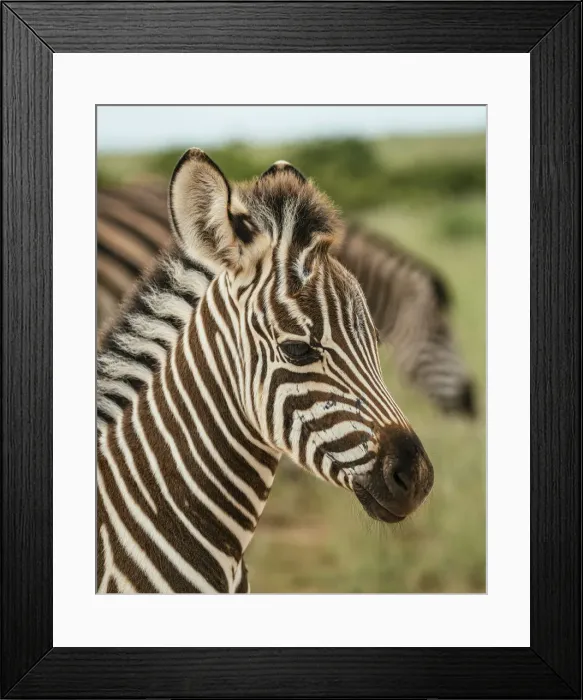 Framed Print : Burchells Zebra, Addo Elephant National Park, Eastern Cape, South Africa Framed Print : Burchells Zebra, Addo Elephant National Park, Eastern Cape, South Africa