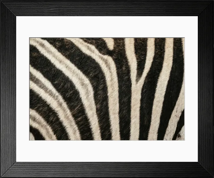 Framed Print : Detail of Burchells Zebra hide, Addo Elephant National Park, Eastern Cape, South Africa Framed Print : Detail of Burchells Zebra hide, Addo Elephant National Park, Eastern Cape, South Africa