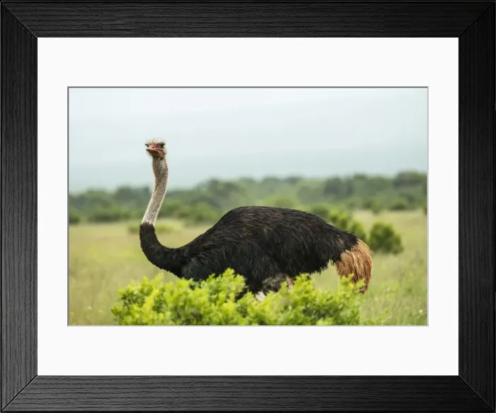 Framed Print : Ostrich, Addo Elephant National Park, Eastern Cape, South Africa
