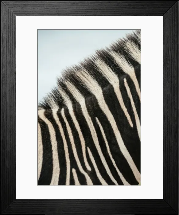 Framed Print : Detail of Burchells Zebra hide, Addo Elephant National Park, Eastern Cape, South Africa Framed Print : Detail of Burchells Zebra hide, Addo Elephant National Park, Eastern Cape, South Africa