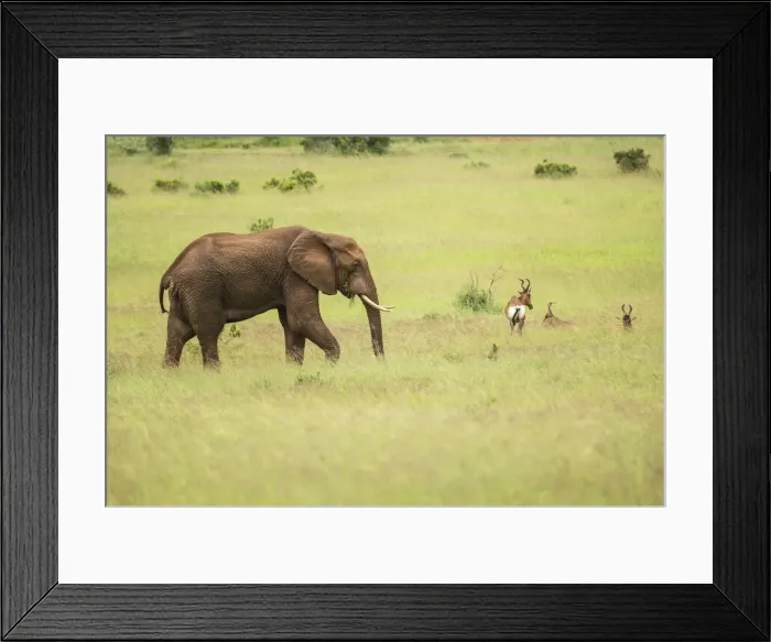Framed Print : African Elephant, Addo Elephant National Park, Eastern Cape, South Africa Framed Print : African Elephant, Addo Elephant National Park, Eastern Cape, South Africa