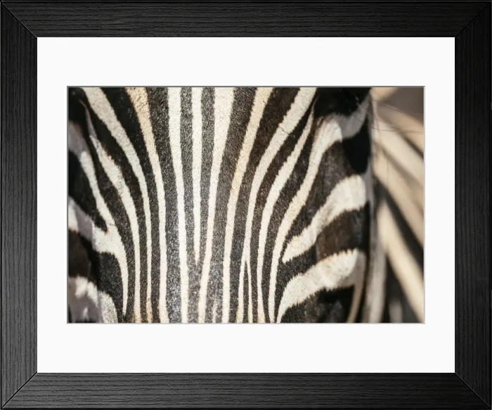 Framed Print : Burchells Zebra, Addo Elephant National Park, Eastern Cape, South Africa Framed Print : Burchells Zebra, Addo Elephant National Park, Eastern Cape, South Africa