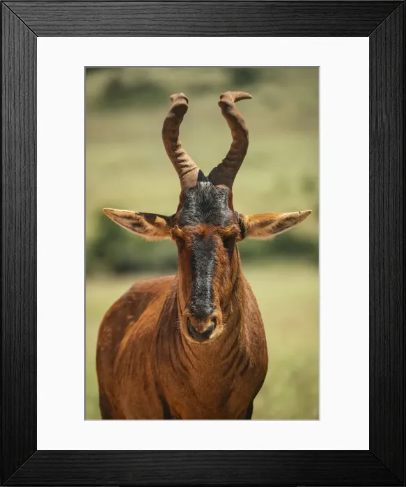Framed Print : Red Hartebeest, Addo Elephant National Park, Eastern Cape, South Africa Framed Print : Red Hartebeest, Addo Elephant National Park, Eastern Cape, South Africa