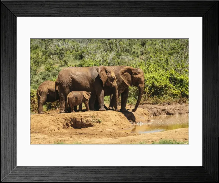 Framed Print : African Elephants, Addo Elephant National Park, Eastern Cape, South Africa Framed Print : African Elephants, Addo Elephant National Park, Eastern Cape, South Africa