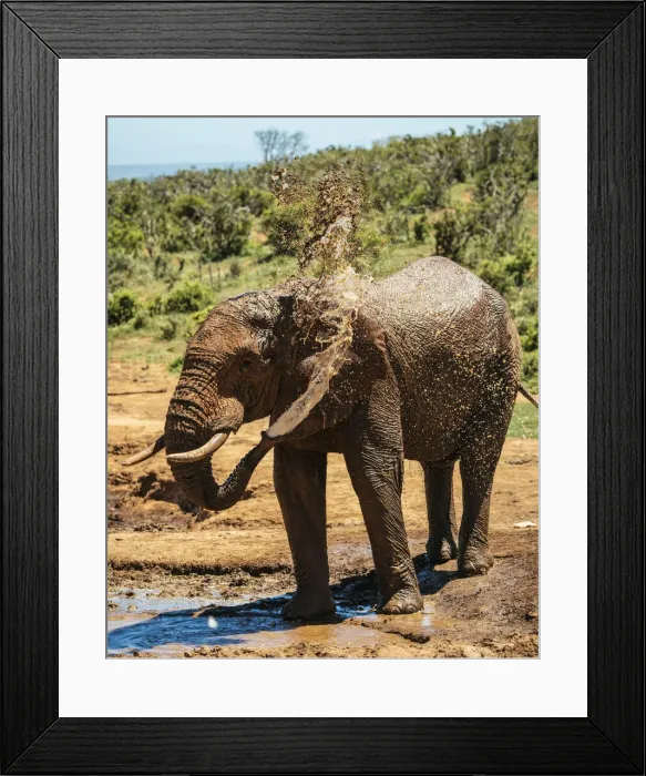 Framed Print : African Elephant at watering hole, Addo Elephant National Park, Eastern Cape, South Africa Framed Print : African Elephant at watering hole, Addo Elephant National Park, Eastern Cape, South Africa