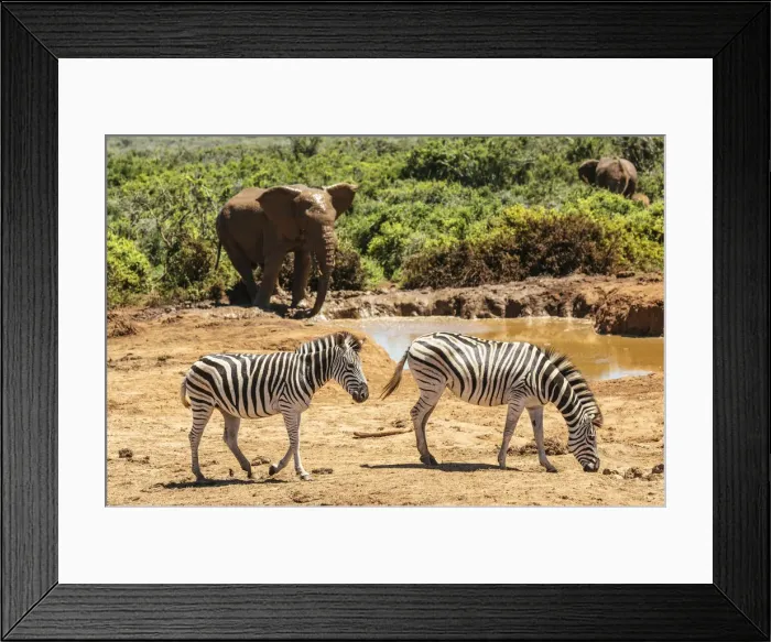 Framed Print : Zebras at watering hole, Addo Elephant National Park, Eastern Cape, South Africa Framed Print : Zebras at watering hole, Addo Elephant National Park, Eastern Cape, South Africa