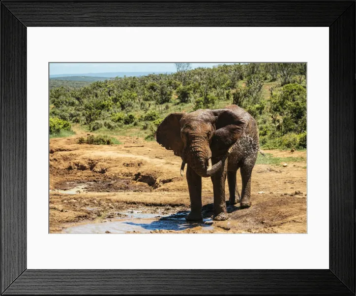 Framed Print : African Elephant at watering hole, Addo Elephant National Park, Eastern Cape, South Africa