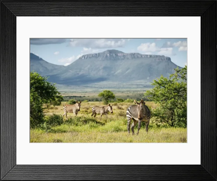 Framed Print : Zebras, Camdeboo National Park, Graaff-Reinet, Eastern Cape, South Africa Framed Print : Zebras, Camdeboo National Park, Graaff-Reinet, Eastern Cape, South Africa