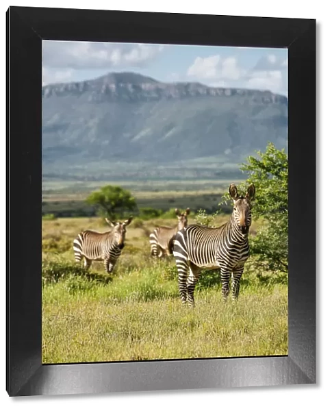 Zebras, Camdeboo National Park, Graaff-Reinet, Eastern Cape, South Africa