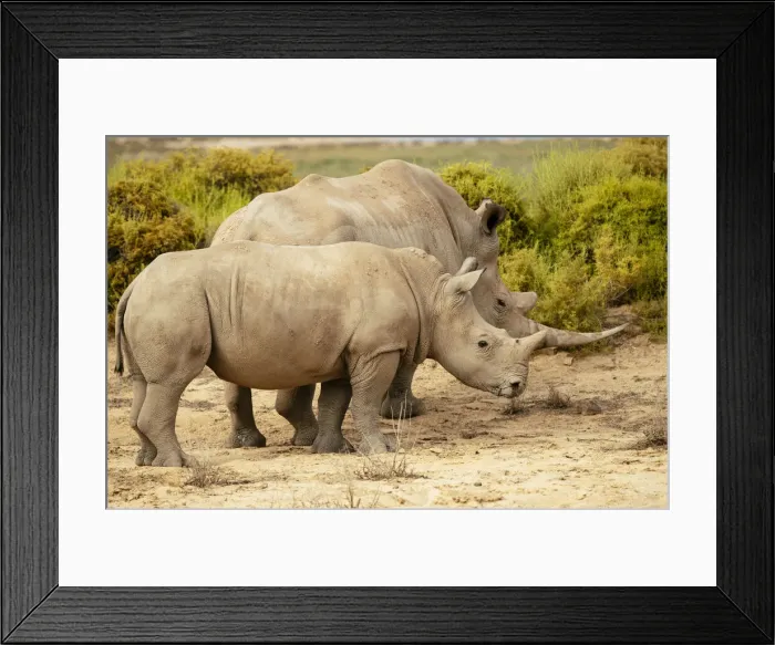 Framed Print : White Rhino, Aquila Private Game Reserve, Touws River, Western Cape, South Africa Framed Print : White Rhino, Aquila Private Game Reserve, Touws River, Western Cape, South Africa