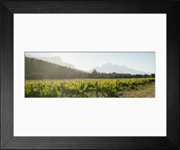 Framed Print : Wine vineyards near Franschhoek, Western Cape, South Africa Framed Print : Wine vineyards near Franschhoek, Western Cape, South Africa