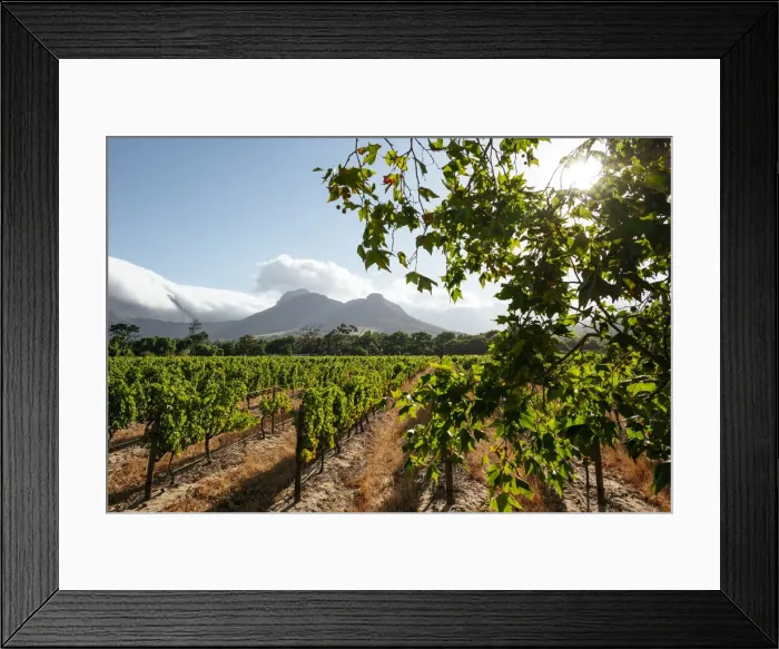 Framed Print : Wine vineyards near Franschhoek, Western Cape, South Africa Framed Print : Wine vineyards near Franschhoek, Western Cape, South Africa