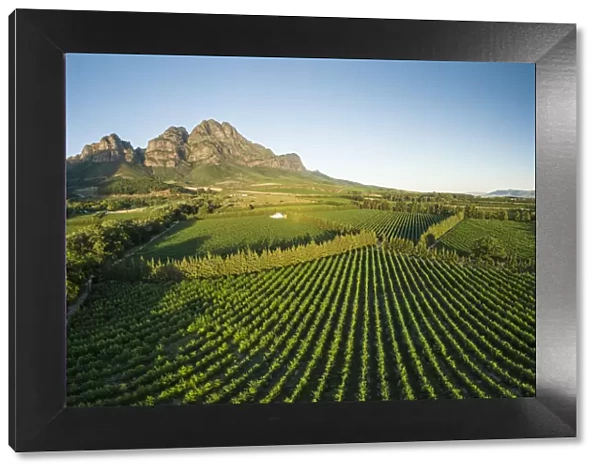 Aerial view of wine vineyards near Franschhoek, Western Cape, South Africa