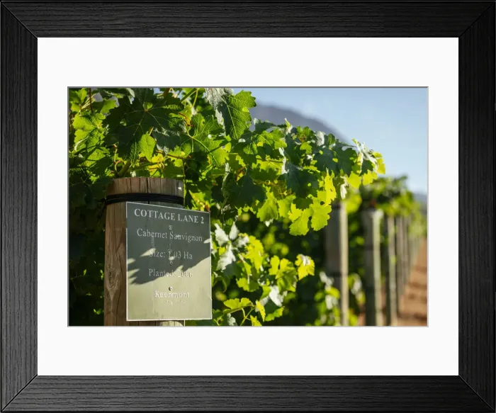 Framed Print : Stellenbosch, Western Cape, South Africa Framed Print : Stellenbosch, Western Cape, South Africa