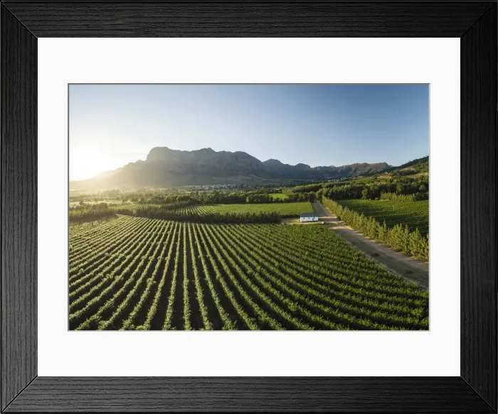 Framed Print : Aerial view of wine vineyards near Franschhoek, Western Cape, South Africa Framed Print : Aerial view of wine vineyards near Franschhoek, Western Cape, South Africa