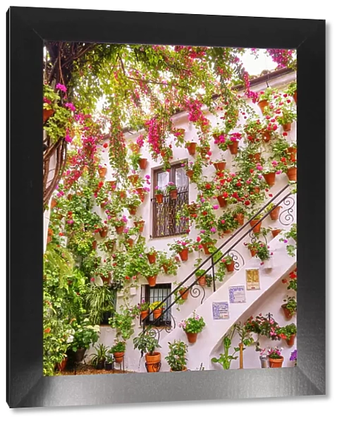 A traditional Patio of Cordoba, a courtyard full of flowers and freshness. Calle Martin de Roa, 7, San Basilio. Andalucia, Spain