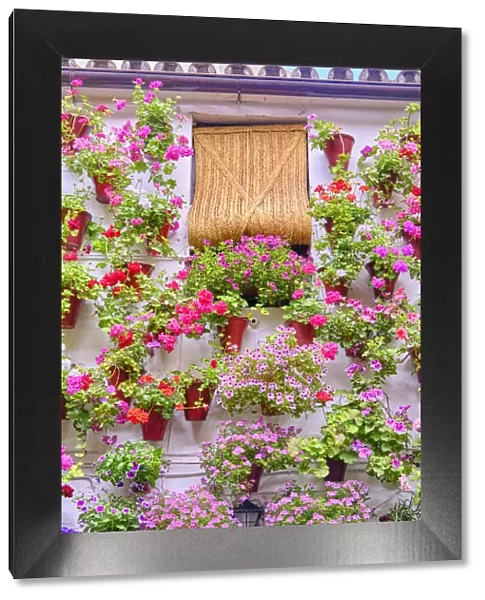 A traditional Patio of Cordoba, a courtyard full of flowers and freshness. A UNESCO Intangible Cultural Heritage of Humanity. Martin de Roa, 7, San Basilio, Andalucia, Spain