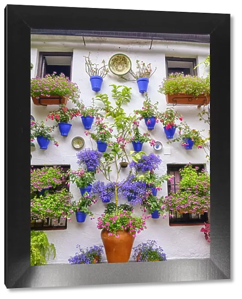 Patio (courtyard) full of flowers and freshness of the Asociacion de Amigos de los Patios Cordobeses, San Basilio district. A UNESCO Intangible Cultural Heritage of Humanity. Cordoba, Andalucia. Spain
