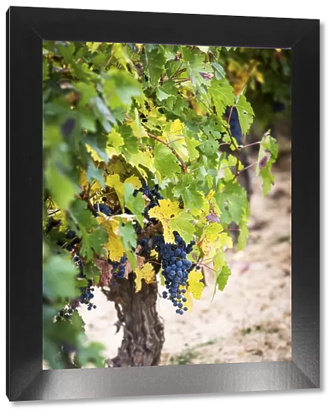 Spain, Castile and Leon, Burgos, Aranda del Duero, Tempranillo grapes in Torremilanos winery
