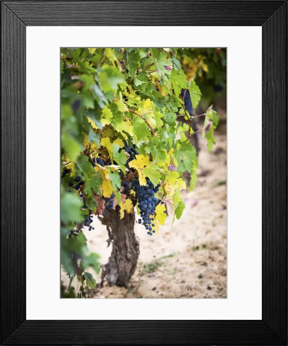 Framed Print : Spain, Castile and Leon, Burgos, Aranda del Duero, Tempranillo grapes in Torremilanos winery Framed Print : Spain, Castile and Leon, Burgos, Aranda del Duero, Tempranillo grapes in Torremilanos winery