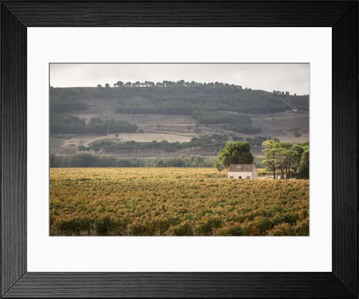 Framed Print : Spain, Castile and Leon, Valladolid, Curiel de Duero, Vineyards in the Legaris winery Framed Print : Spain, Castile and Leon, Valladolid, Curiel de Duero, Vineyards in the Legaris winery