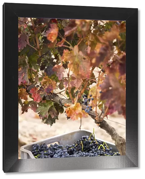 Spain, Castile and Leon, Valladolid, Valbuena de Duero, Tempranillo grapes in a box during harvest