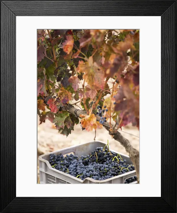 Framed Print : Spain, Castile and Leon, Valladolid, Valbuena de Duero, Tempranillo grapes in a box during harvest Framed Print : Spain, Castile and Leon, Valladolid, Valbuena de Duero, Tempranillo grapes in a box during harvest