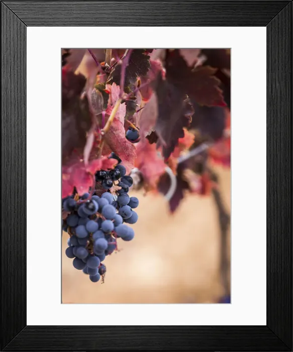 Framed Print : Spain, Castile and Leon, Valladolid, Pesquera de Duero, Tempranillo grape in the Emilio Moro vineyards Framed Print : Spain, Castile and Leon, Valladolid, Pesquera de Duero, Tempranillo grape in the Emilio Moro vineyards