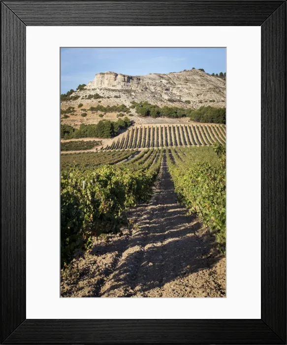 Framed Print : Spain, Castile and Leon, Valladolid, Penafiel, Vineyards landscape around Penafiel Framed Print : Spain, Castile and Leon, Valladolid, Penafiel, Vineyards landscape around Penafiel