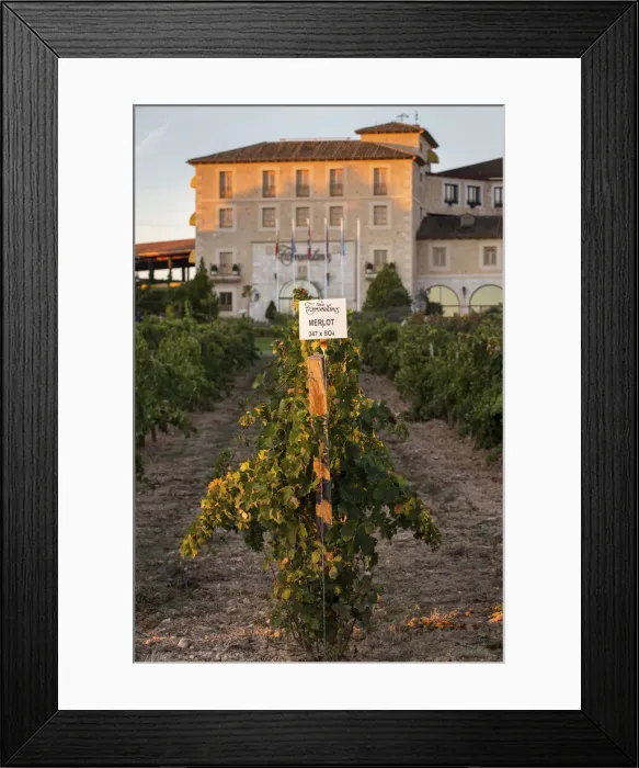Framed Print : Spain, Castile and Leon, Burgos, Aranda de Duero, Vines in front of the Torremilanos winery Framed Print : Spain, Castile and Leon, Burgos, Aranda de Duero, Vines in front of the Torremilanos winery