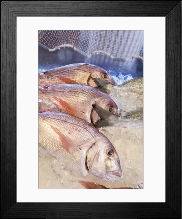 Framed Print : Spain, Andalusia, Malaga, Torremolinos, El Sardina, Fresh Red Porgy fishes Framed Print : Spain, Andalusia, Malaga, Torremolinos, El Sardina, Fresh Red Porgy fishes