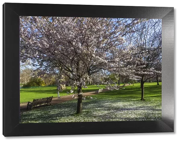 England, London, Westminster, St. Jamess Park, Trees with Spring Blossom