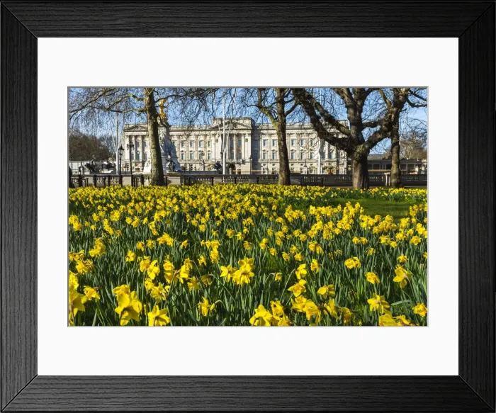 Framed Print : England, London, Westminster, Green Park, Yellow Daffodils and Buckingham Palace Framed Print : England, London, Westminster, Green Park, Yellow Daffodils and Buckingham Palace
