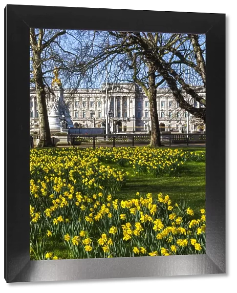 England, London, Westminster, Green Park, Yellow Daffodils and Buckingham Palace
