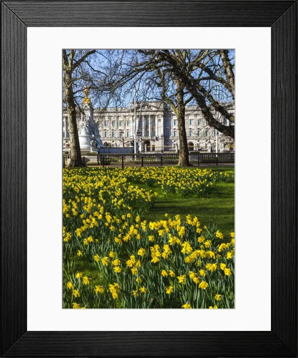 Framed Print : England, London, Westminster, Green Park, Yellow Daffodils and Buckingham Palace Framed Print : England, London, Westminster, Green Park, Yellow Daffodils and Buckingham Palace