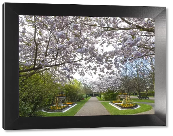 England, London, Regents Park, Avenue Gardens, Cherry Blossom Trees in Bloom