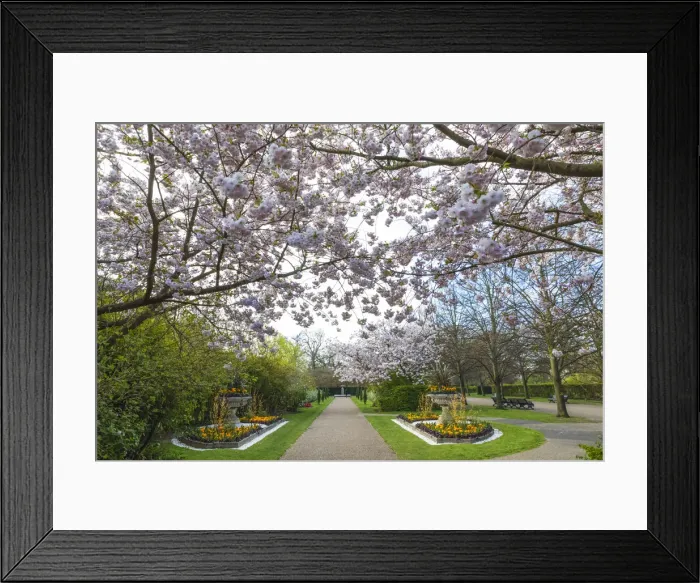 Framed Print : England, London, Regents Park, Avenue Gardens, Cherry Blossom Trees in Bloom Framed Print : England, London, Regents Park, Avenue Gardens, Cherry Blossom Trees in Bloom