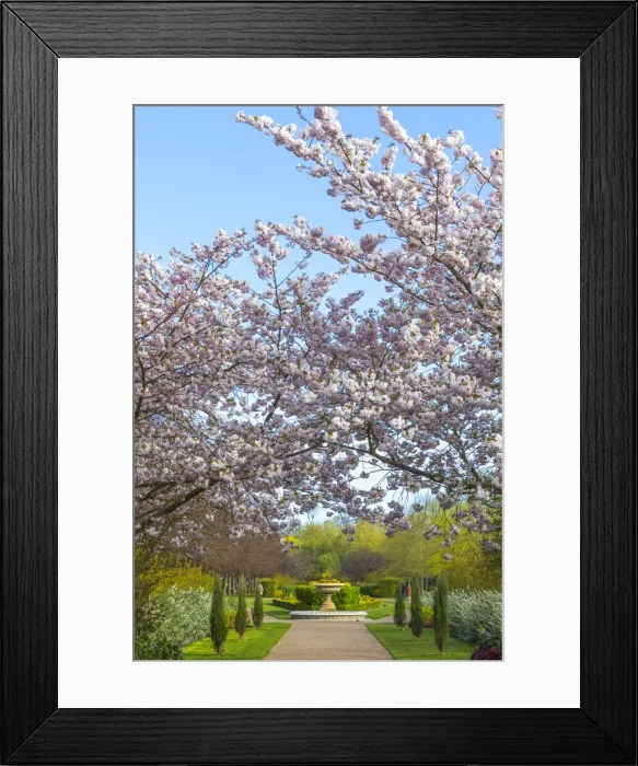 Framed Print : England, London, Regents Park, Avenue Gardens, Cherry Blossom Trees in Bloom Framed Print : England, London, Regents Park, Avenue Gardens, Cherry Blossom Trees in Bloom