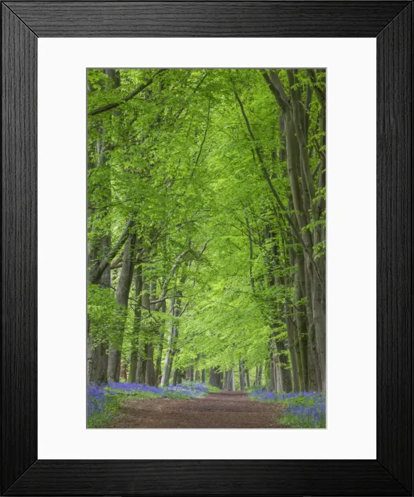 Framed Print : England, Hampshire, Hinton Ampner, Empty Footpath in Bluebell Woods Framed Print : England, Hampshire, Hinton Ampner, Empty Footpath in Bluebell Woods
