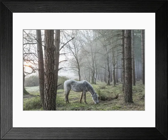 Framed Print : England, Hampshire, The New Forest, Horse and Bare Trees in the Early Spring Framed Print : England, Hampshire, The New Forest, Horse and Bare Trees in the Early Spring